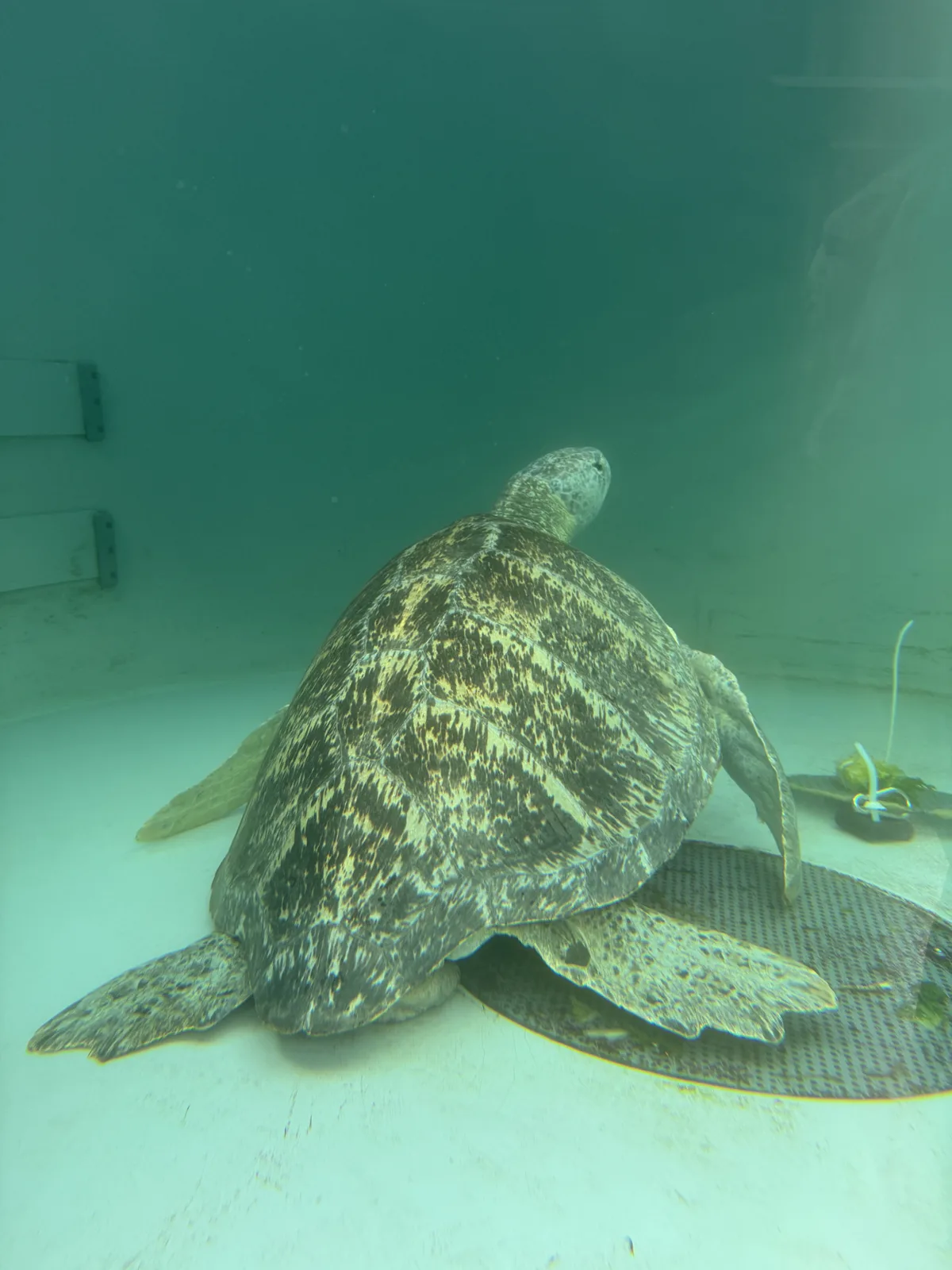 A sea turtle gliding through a tank at the Aquarium of the Pacific in Long Beach